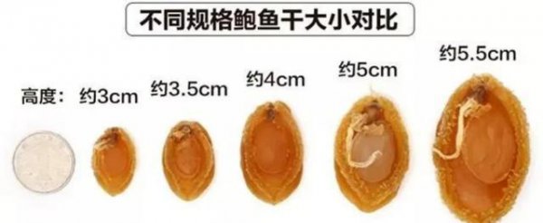 鲍鱼几头指的是什么意思