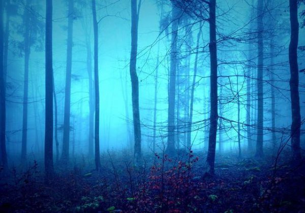 农村的老人说没有虫鸣的深山不要只身前往