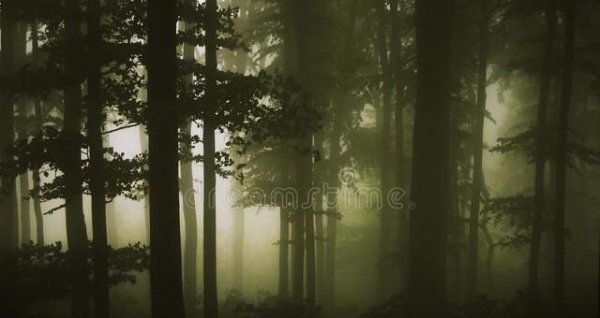 农村的老人说没有虫鸣的深山不要只身前往