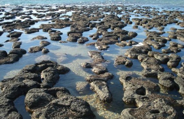 细菌不可以保存成为化石说法正确吗