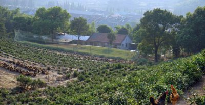 100只鸡到荒野中三年后会怎么样 鸡放在山上荒野中变化