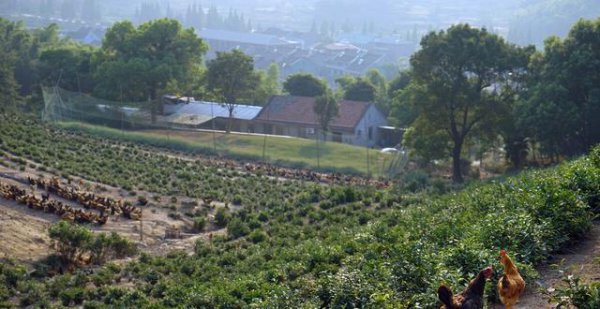 100只鸡到荒野中三年后会怎么样
