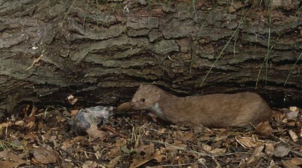 100只鸡到荒野中三年后会怎么样