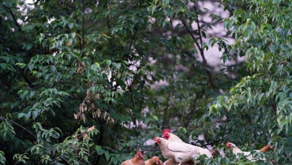 100只鸡到荒野中三年后会怎么样