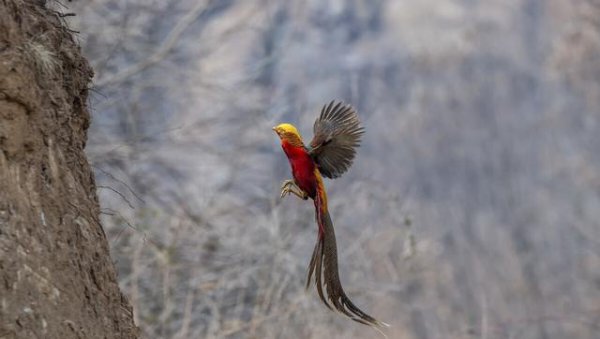 100只鸡到荒野中三年后会怎么样