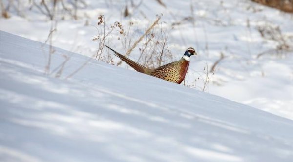 100只鸡到荒野中三年后会怎么样