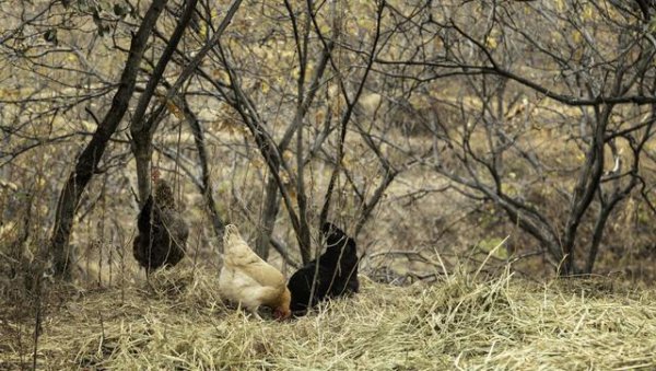 100只鸡到荒野中三年后会怎么样
