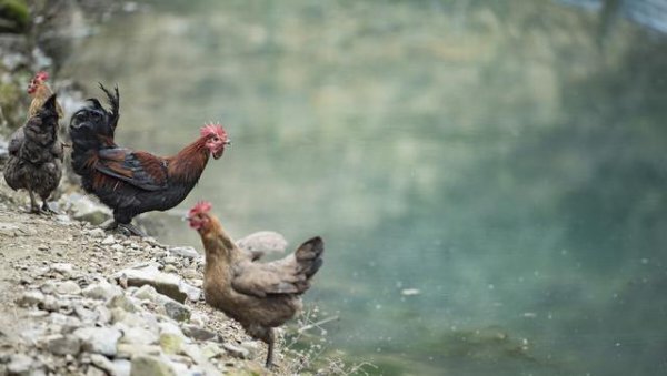100只鸡到荒野中三年后会怎么样