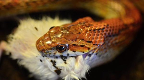 100只鸡到荒野中三年后会怎么样