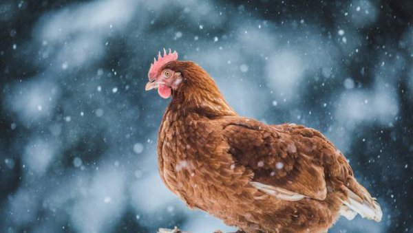 100只鸡到荒野中三年后会怎么样