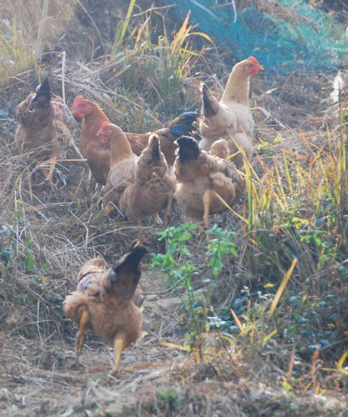 100只鸡到荒野中三年后会怎么样