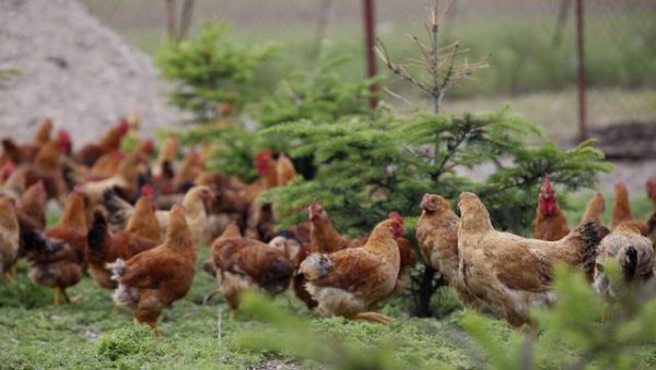 100只鸡到荒野中三年后会怎么样