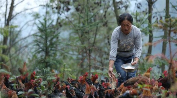 100只鸡到荒野中三年后会怎么样