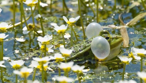 蚊子在地球上有什么作用