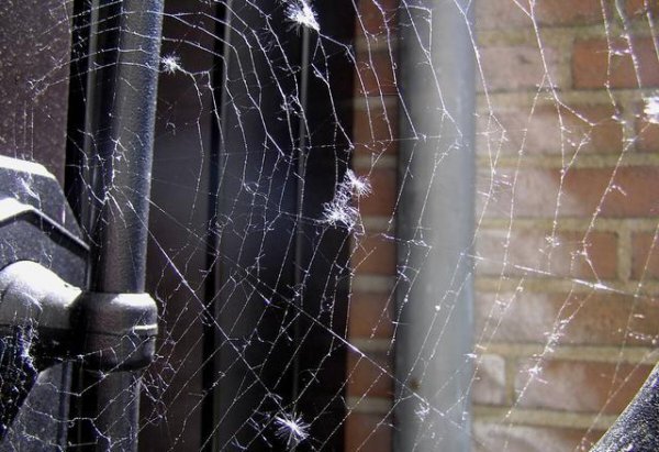 蚊子在地球上有什么作用