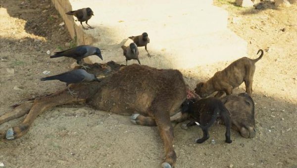 蚊子在地球上有什么作用