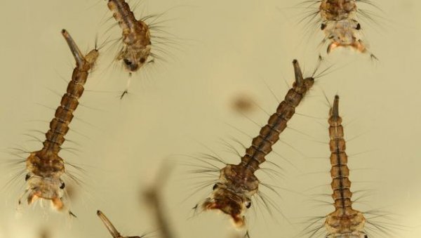 蚊子在地球上有什么作用