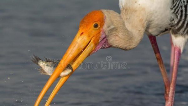 蚊子在地球上有什么作用