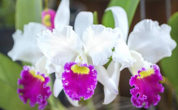 蚊子在地球上有什么作用