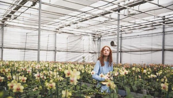 蚊子在地球上有什么作用