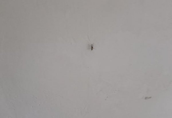 蚊子在地球上有什么作用