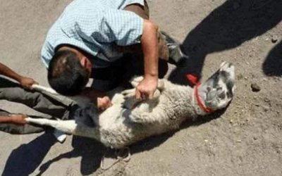 把玉石放在活羊腿里面再取出来 把玉放在羊腿里的作用