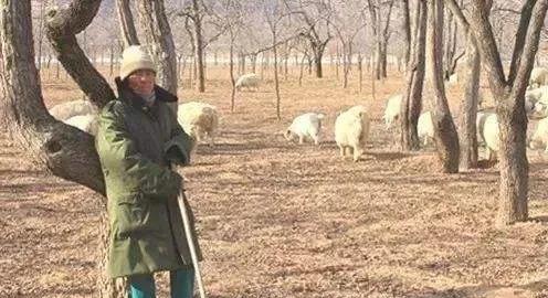 把玉石放在活羊腿里面再取出来