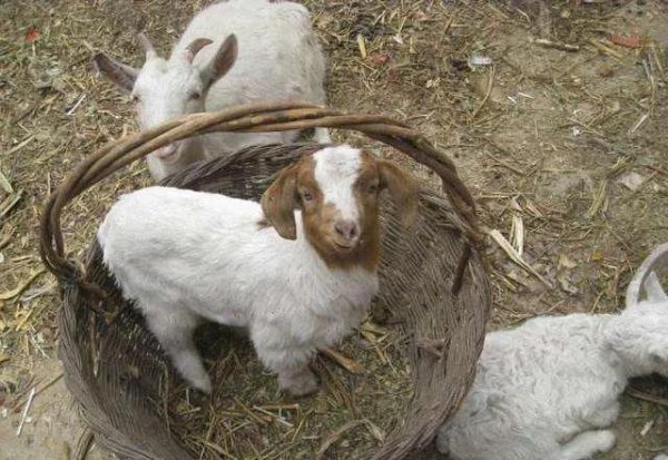 把玉石放在活羊腿里面再取出来