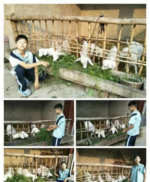 把玉石放在活羊腿里面再取出来