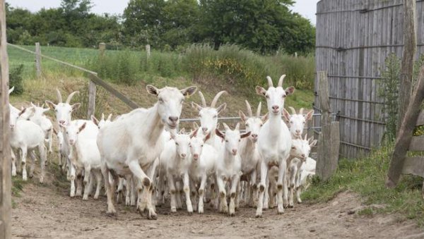 把玉石放在活羊腿里面再取出来