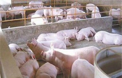 养猪为什么不能用水泥地面 猪养在水泥地危害影响有多大