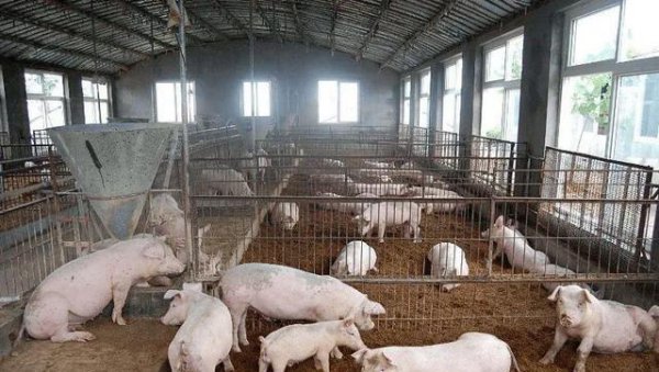 养猪为什么不能用水泥地面