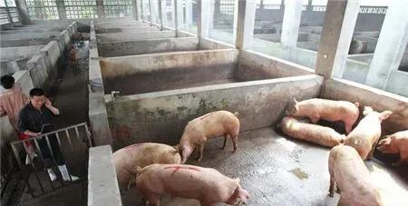 养猪为什么不能用水泥地面