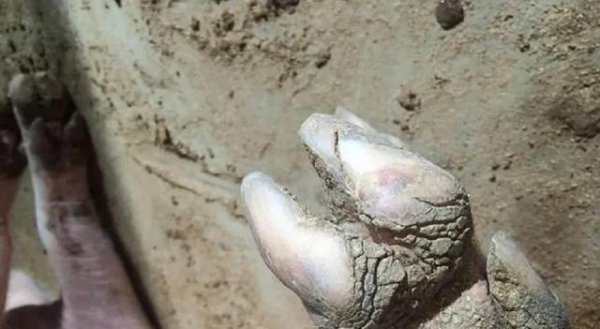 养猪为什么不能用水泥地面