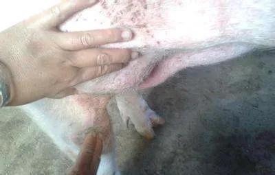 养猪为什么不能用水泥地面