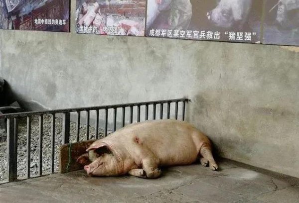 养猪为什么不能用水泥地面