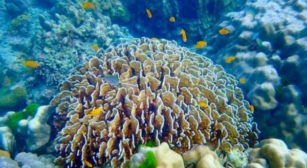 马尔代夫为什么计划举国搬迁