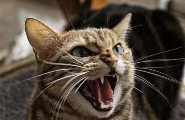 半夜12点猫叫必须注意