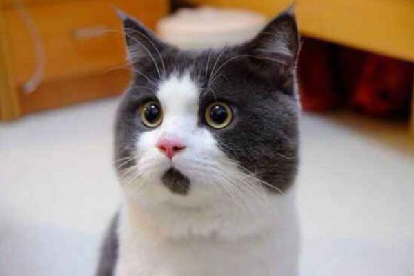 半夜12点猫叫必须注意