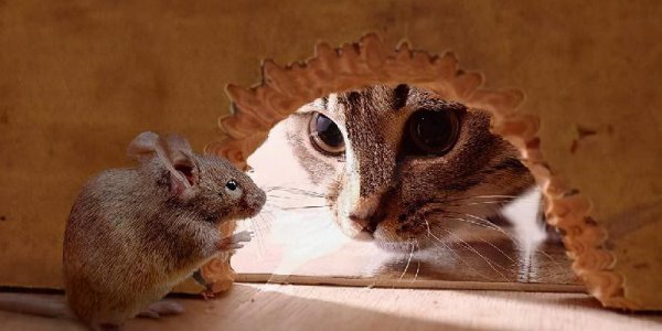 半夜12点猫叫必须注意