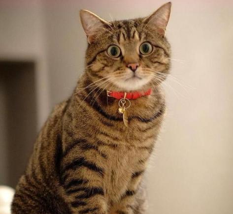 半夜12点猫叫必须注意