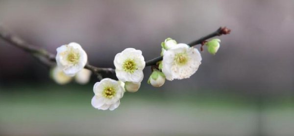 一个真心朋友四个标准