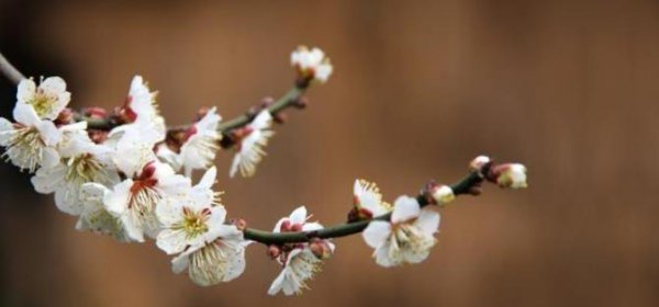 一个真心朋友四个标准