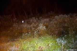 为什么以前有鬼火现在很少有