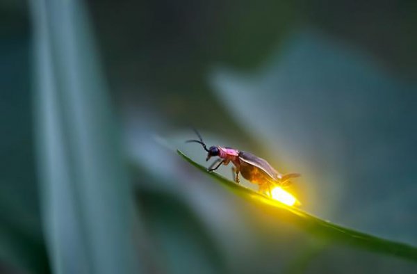 为什么以前有鬼火现在很少有