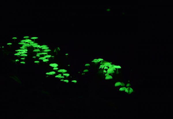 为什么以前有鬼火现在很少有