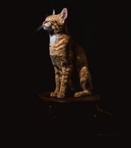 猫咪的胡须可以剪吗 不小心把猫胡子剪了还会长吗