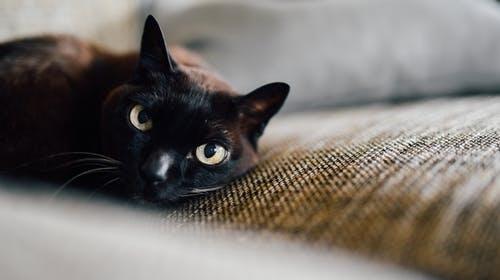 猫咪的胡须可以剪吗