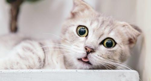 猫咪的胡须可以剪吗