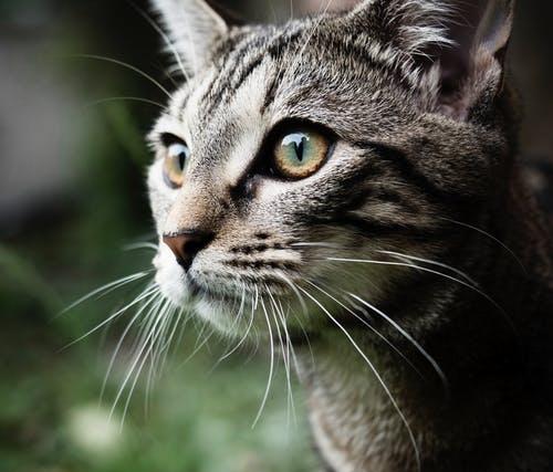 猫咪的胡须可以剪吗